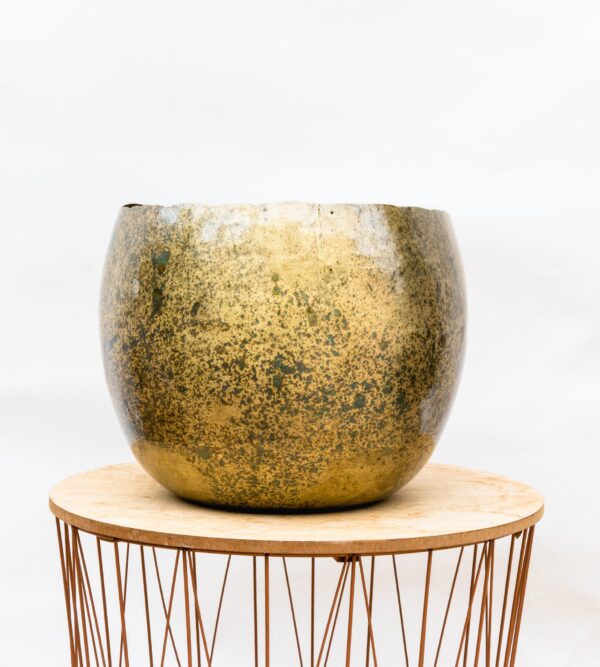 Ellen Brass en pot. Plante verte type Ellen Brass, livrée en pot, idéale pour intérieur lumineux.