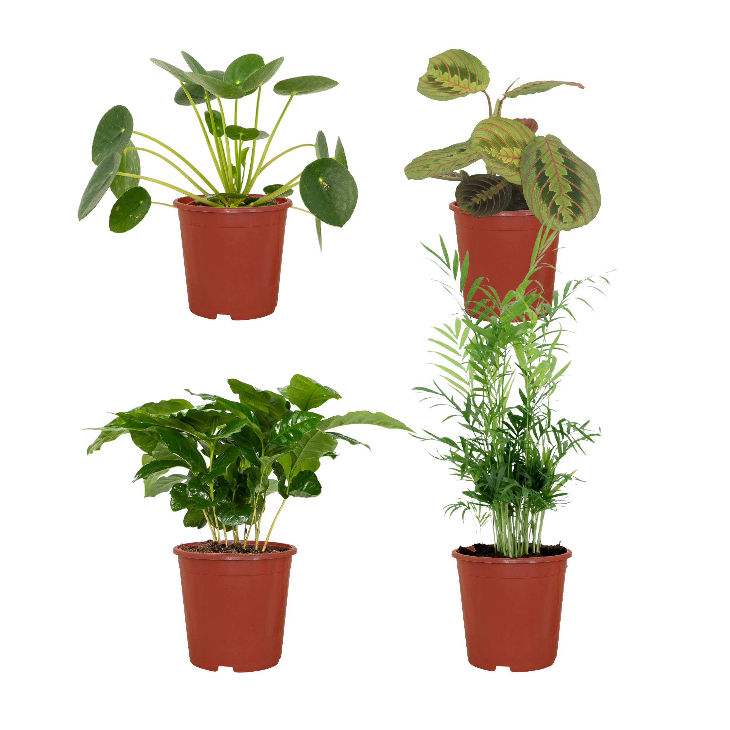 Diervriendelijke plantenbox en pot Ø12cm  Hauteur 20cm. Plante verte type Diervriendelijke plantenbox, livrée en pot, idéale pour intérieur lumineux.