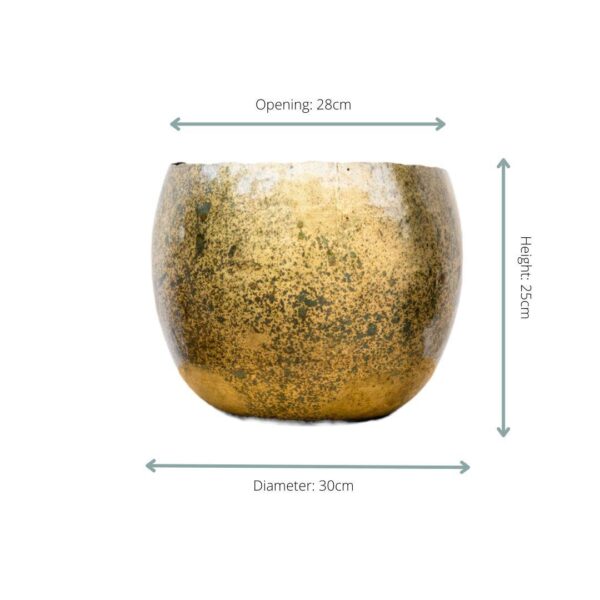 Ellen Brass en pot. Plante verte type Ellen Brass, livrée en pot, idéale pour intérieur lumineux. – Image 2