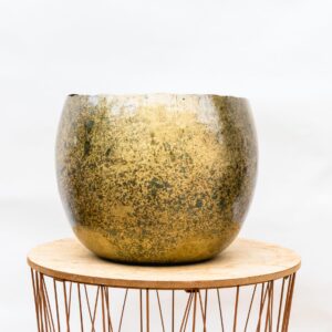 Ellen Brass en pot. Plante verte type Ellen Brass, livrée en pot, idéale pour intérieur lumineux.
