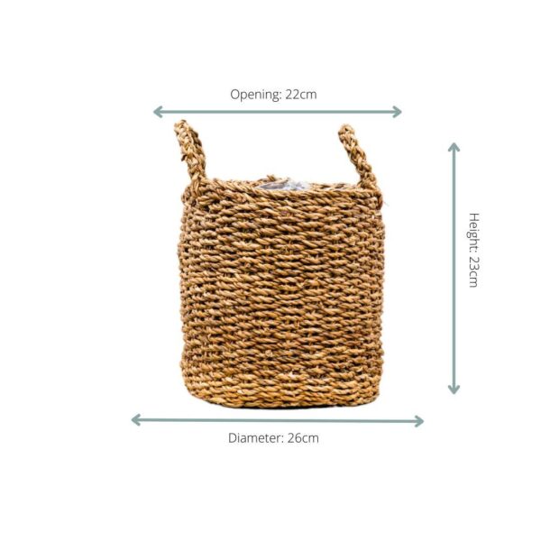 Mand Jack en pot. Plante verte type Mand Jack, livrée en pot, idéale pour intérieur lumineux. – Image 2