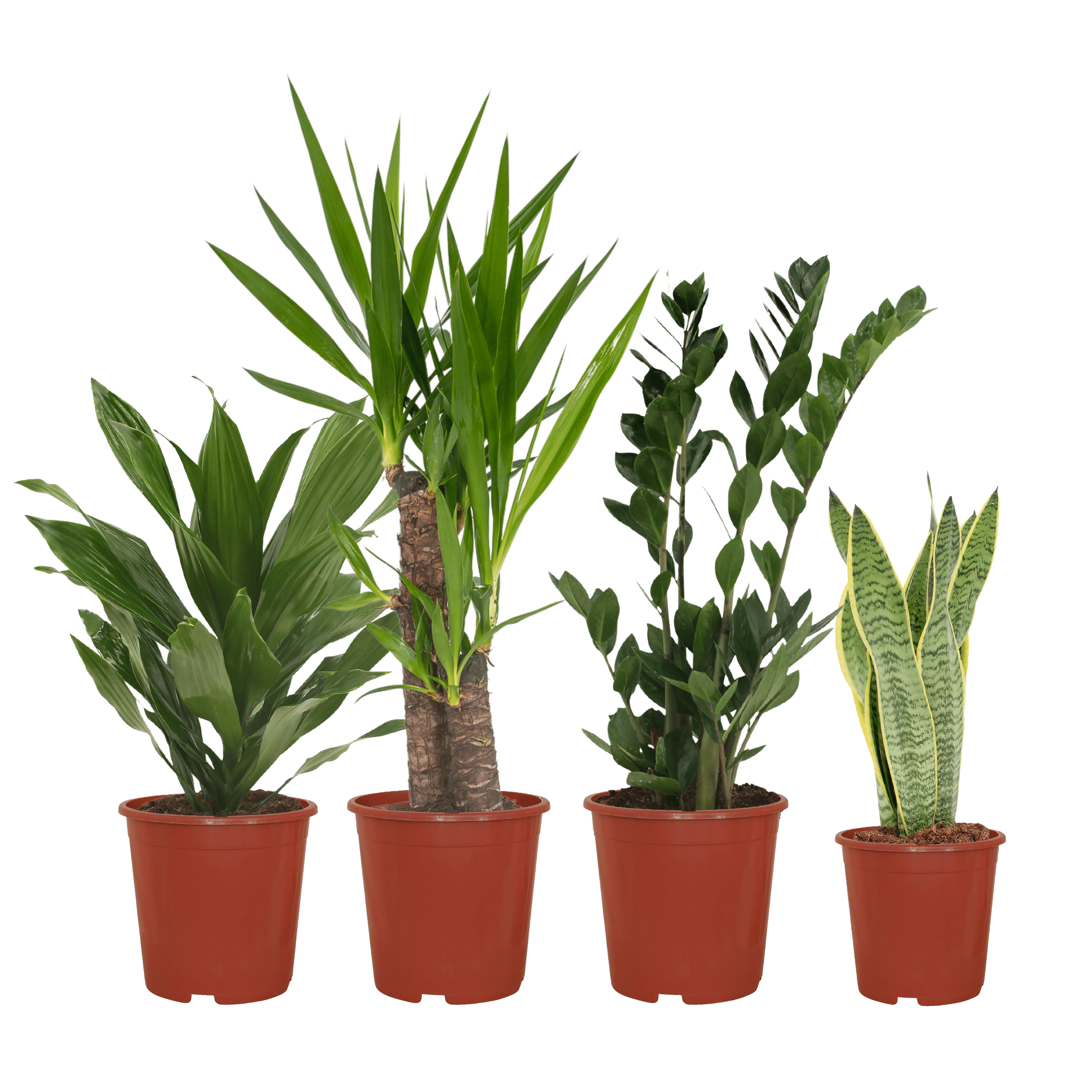 Makkelijke plantenbox en pot Ø14cm. Plante verte type Makkelijke plantenbox, livrée en pot, idéale pour intérieur lumineux.
