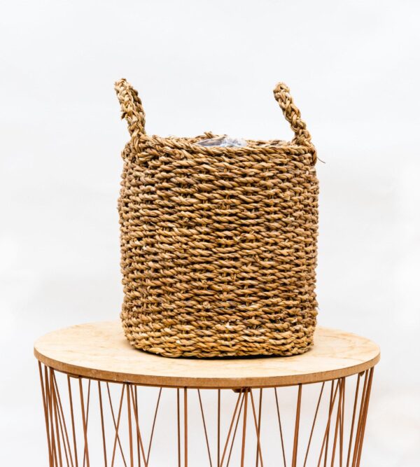 Mand Jack en pot. Plante verte type Mand Jack, livrée en pot, idéale pour intérieur lumineux. – Image 3