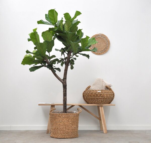 Mand Jack en pot. Plante verte type Mand Jack, livrée en pot, idéale pour intérieur lumineux. – Image 4