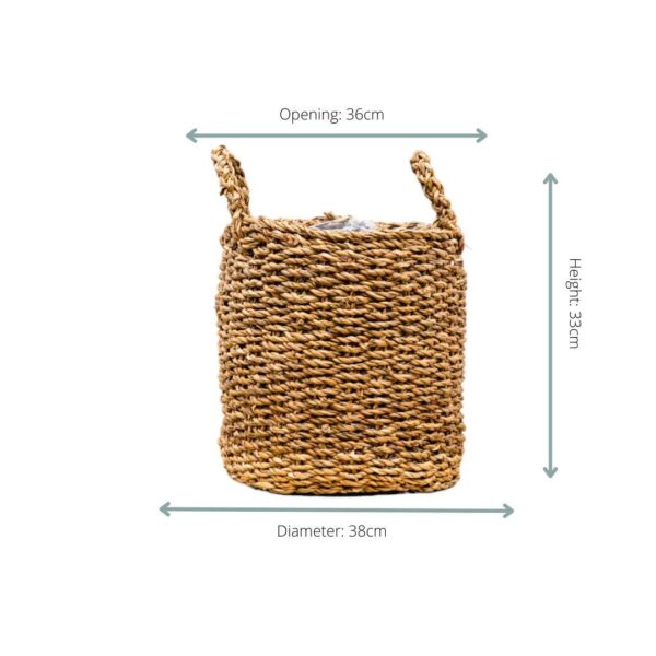 Mand Jack en pot. Plante verte type Mand Jack, livrée en pot, idéale pour intérieur lumineux. – Image 2
