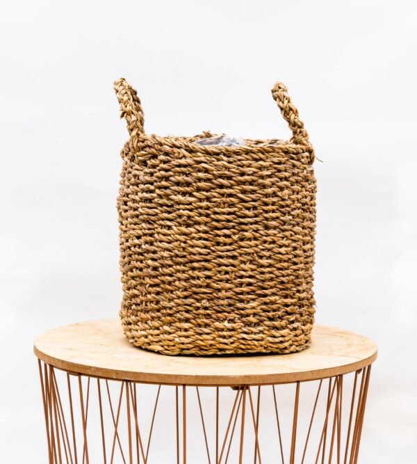Mand Jack en pot. Plante verte type Mand Jack, livrée en pot, idéale pour intérieur lumineux. – Image 3