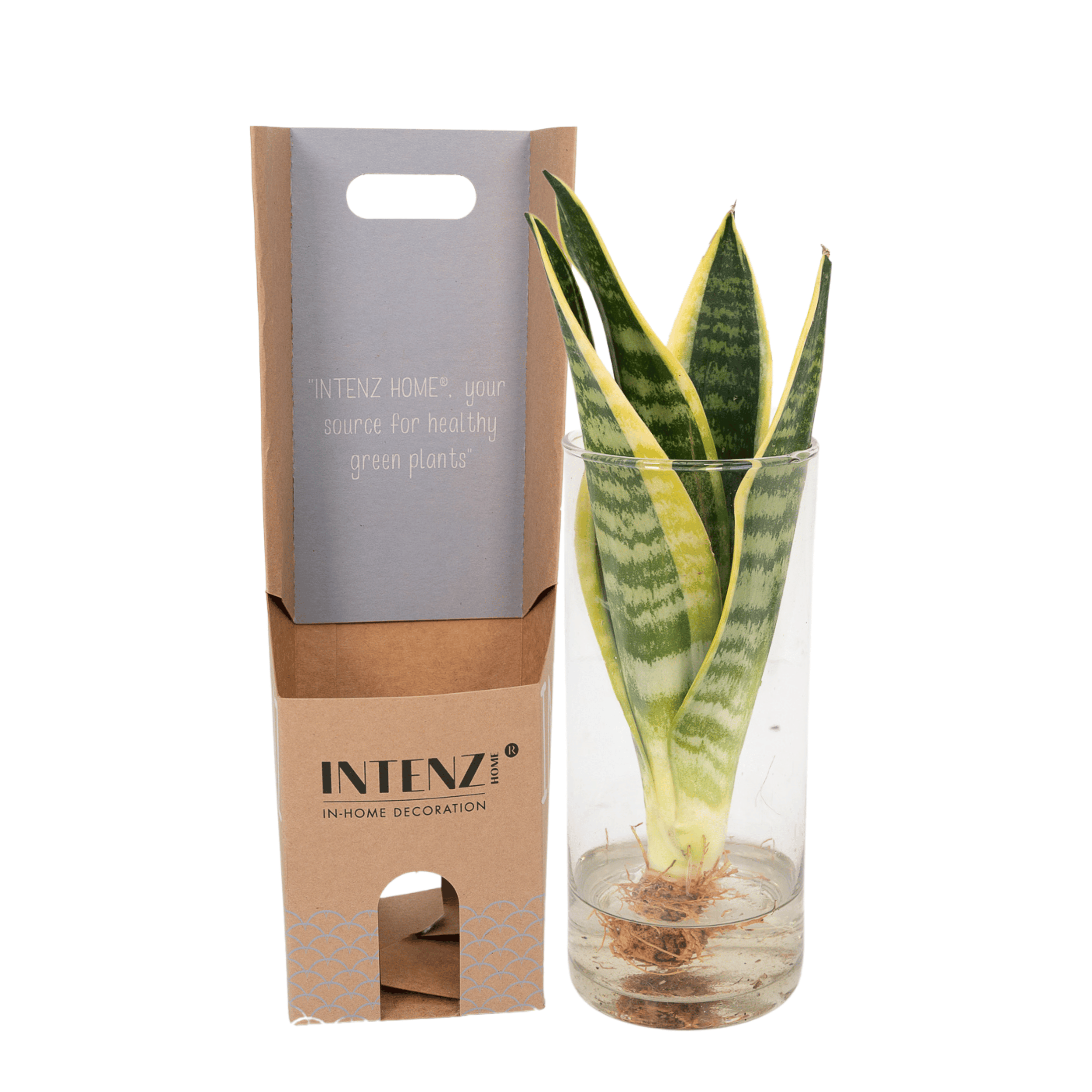 Sanseviera in Cylinder glas en pot Ø12cm  Hauteur 30cm. Plante verte type Sanseviera in Cylinder glas, livrée en pot, idéale pour intérieur lumineux.