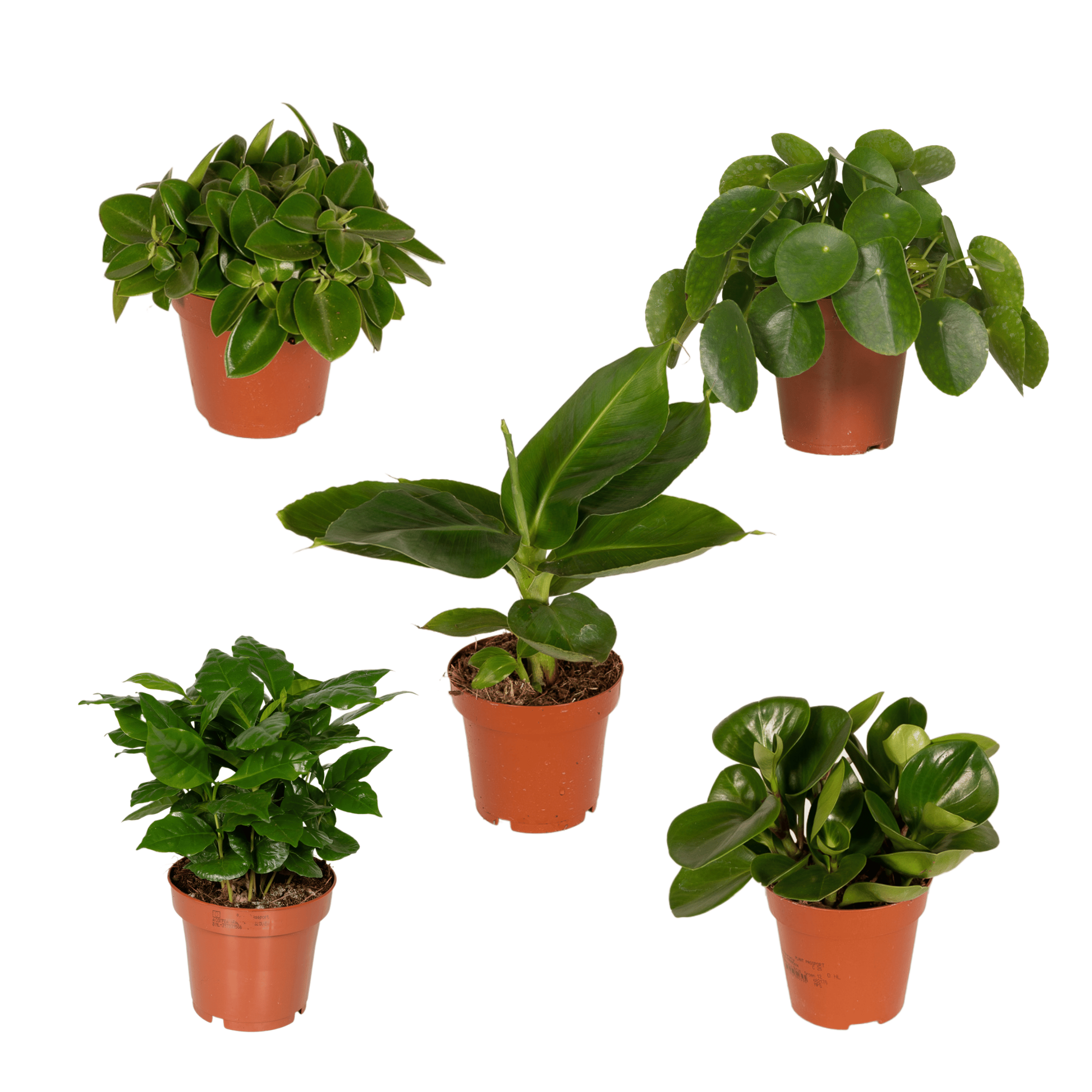 Verrassingsbox en pot Ø12cm  Hauteur 25cm. Plante verte type Verrassingsbox, livrée en pot, idéale pour intérieur lumineux.
