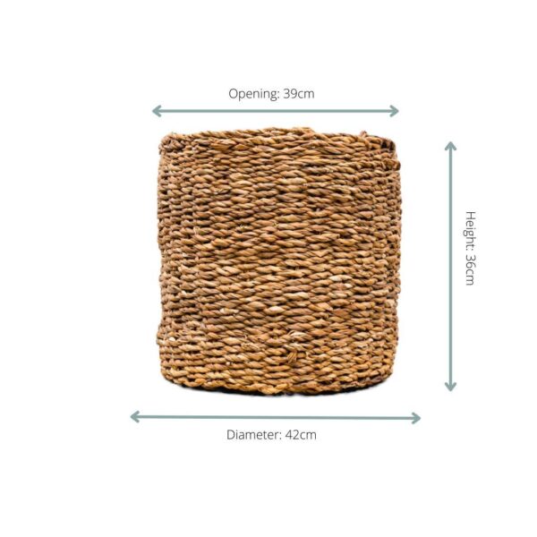 Mand Ido en pot. Plante verte type Mand Ido, livrée en pot, idéale pour intérieur lumineux. – Image 2