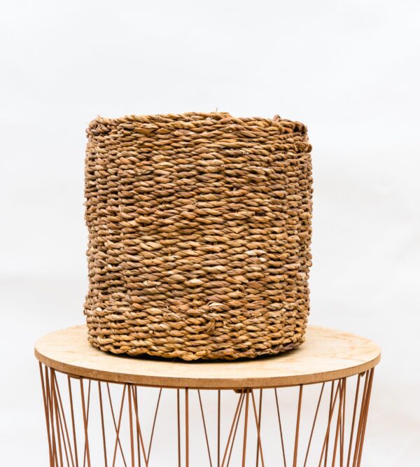 Mand Ido en pot. Plante verte type Mand Ido, livrée en pot, idéale pour intérieur lumineux. – Image 3