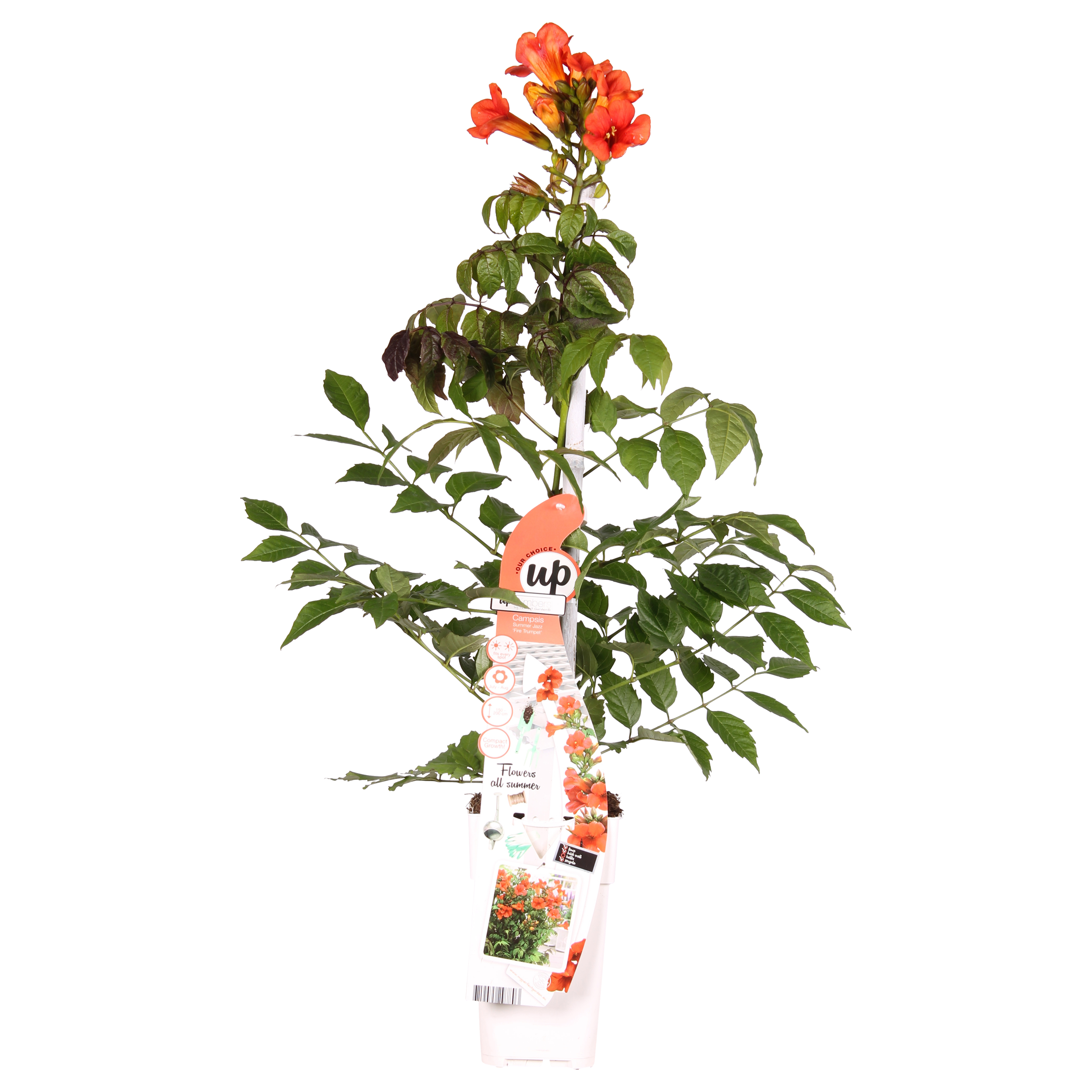 Campsis Summer Jazz Fire Trumpet en pot Ø19cm  Hauteur 70cm. Plante verte type Campsis Summer Jazz Fire Trumpet, livrée en pot, idéale pour intérieur lumineux. – Image 2