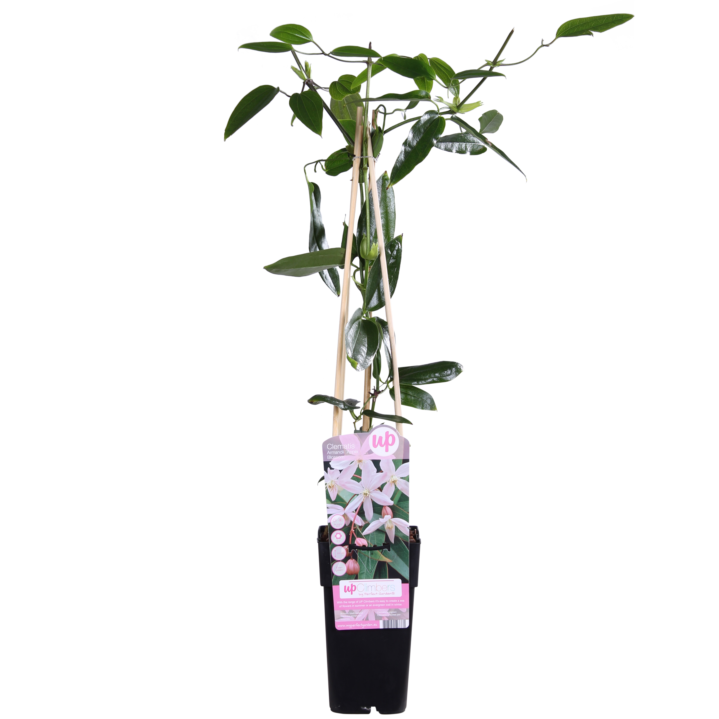 Clematis armandii Apple Blossom en pot Ø15cm  Hauteur 65cm. Plante verte type Clematis armandii Apple Blossom, livrée en pot, idéale pour intérieur lumineux.