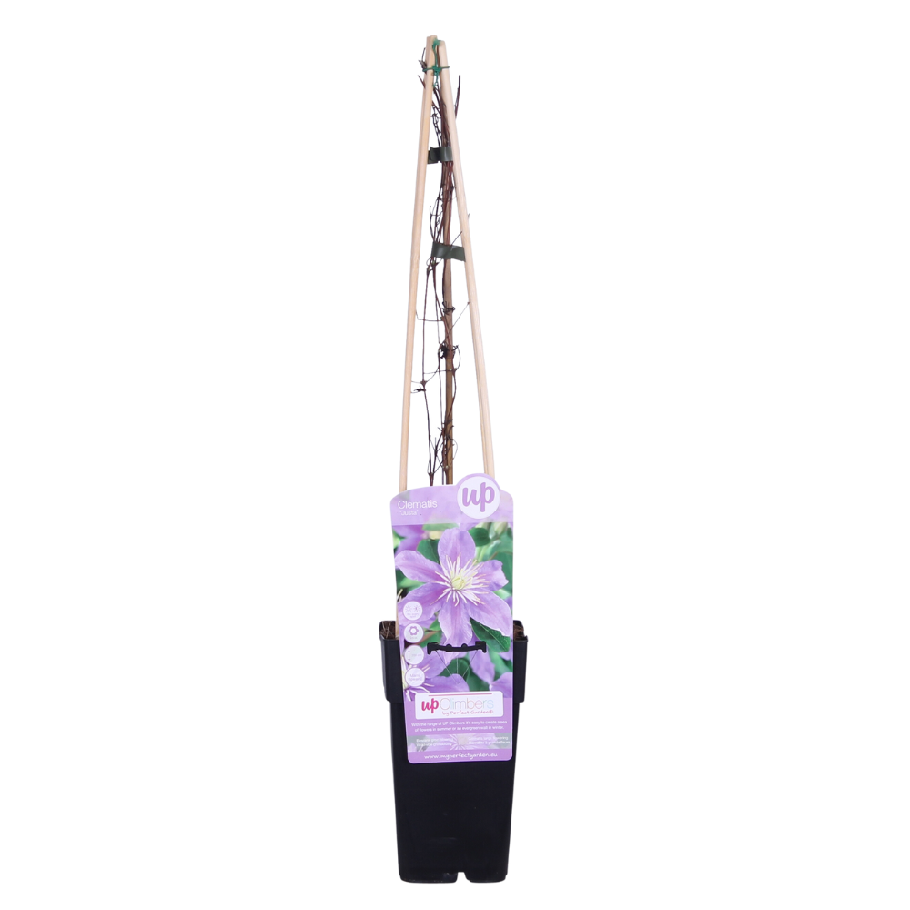 Clematis Justa en pot Ø15cm  Hauteur 65cm. Plante verte type Clematis Justa, livrée en pot, idéale pour intérieur lumineux.