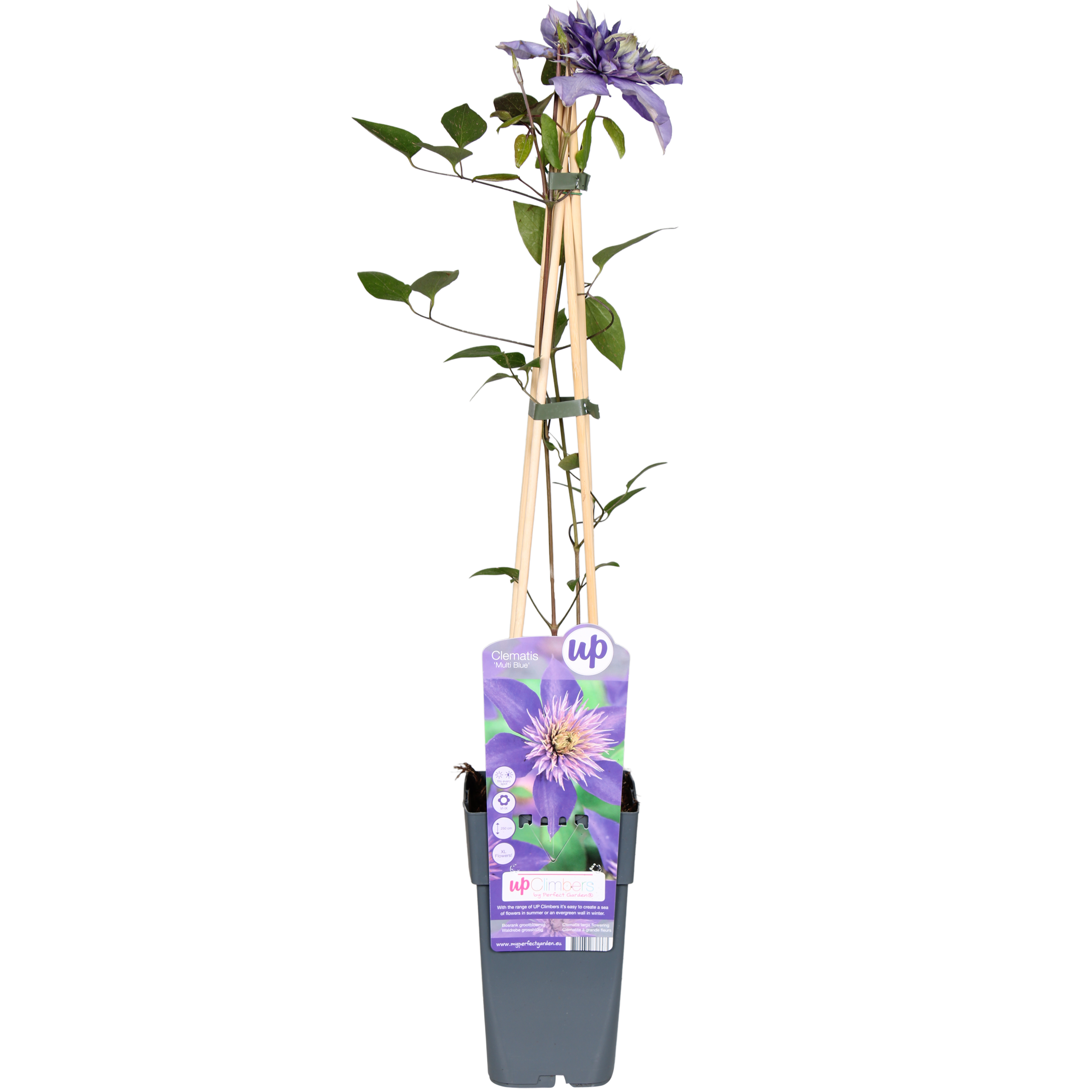 Clematis Multi Blue en pot Ø15cm  Hauteur 65cm. Plante verte type Clematis Multi Blue, livrée en pot, idéale pour intérieur lumineux.