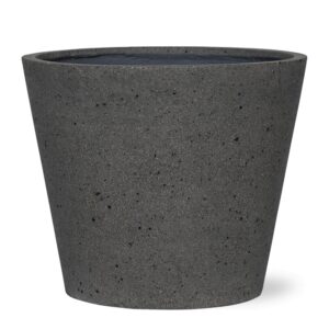 Bucket Laterite Grey en pot. Plante verte type Bucket Laterite Grey, livrée en pot, idéale pour intérieur lumineux.