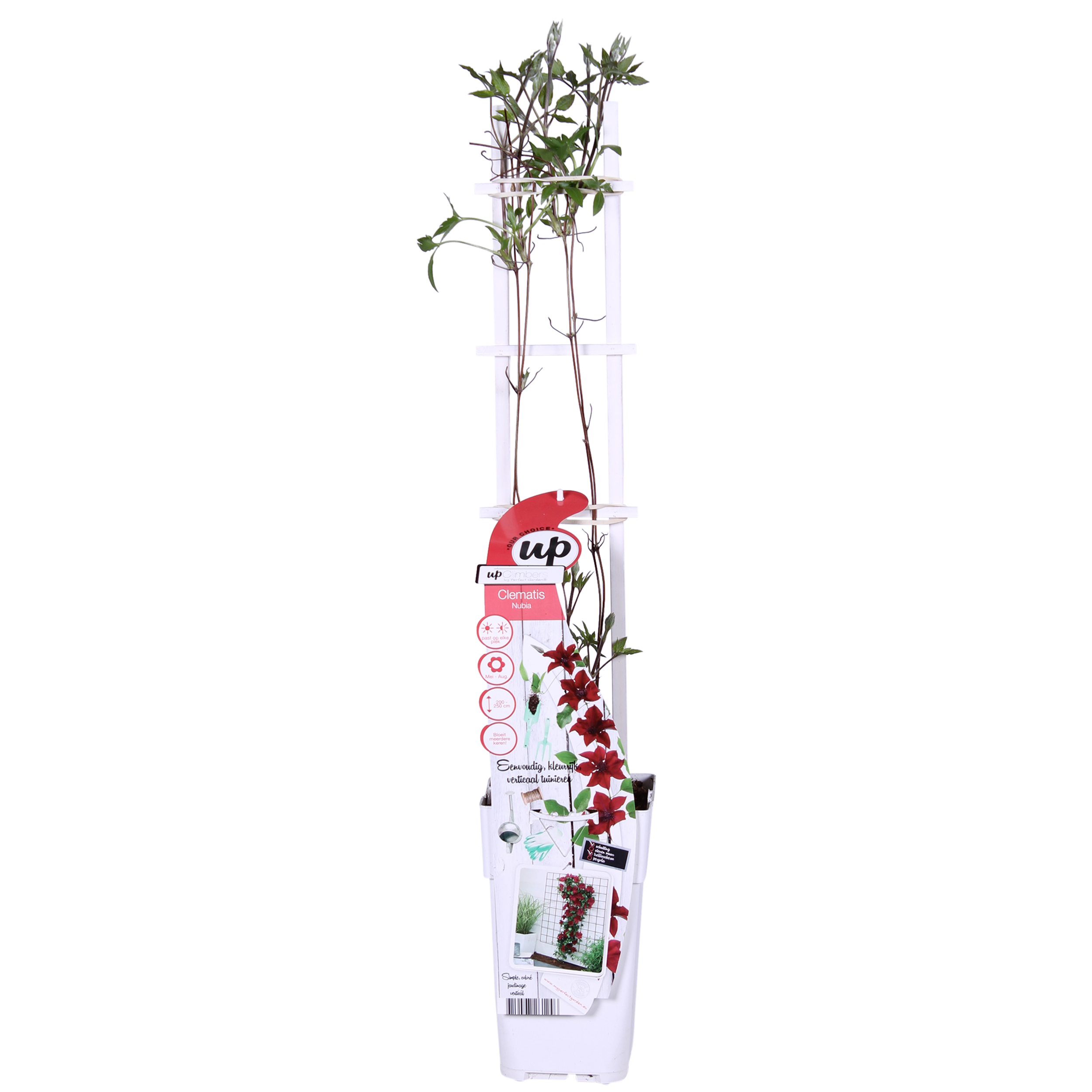 Clematis Nubia en pot Ø15cm  Hauteur 65cm. Plante verte type Clematis Nubia, livrée en pot, idéale pour intérieur lumineux.
