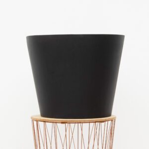 Bucket Black en pot. Plante verte type Bucket Black, livrée en pot, idéale pour intérieur lumineux.