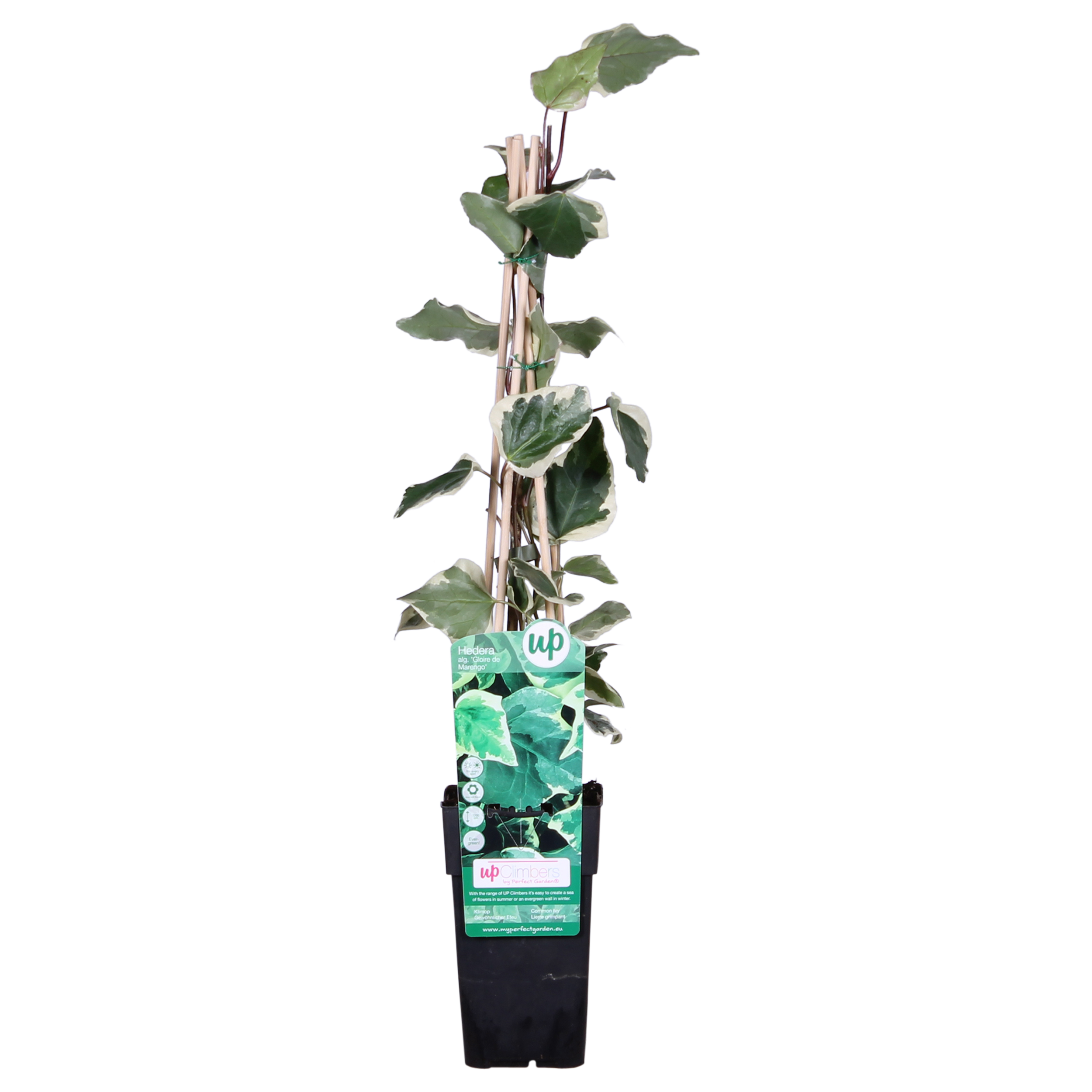 Hedera algeriensis 'Gloire de Maren' en pot Ø15cm  Hauteur 65cm. Plante verte type Hedera algeriensis 'Gloire de Maren', livrée en pot, idéale pour intérieur lumineux.