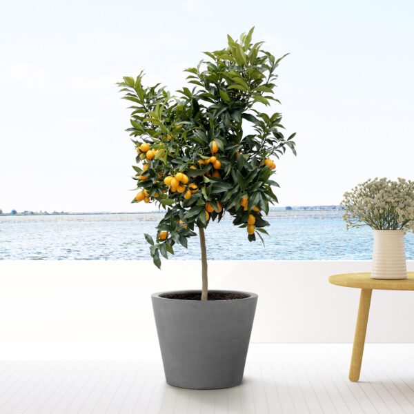 Bucket Grey en pot. Plante verte type Bucket Grey, livrée en pot, idéale pour intérieur lumineux. – Image 2
