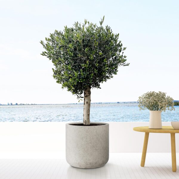 Jumbo Charlie Beige Washed en pot  Hauteur 52cm. Plante verte type Jumbo Charlie Beige Washed, livrée en pot, idéale pour intérieur lumineux. – Image 2