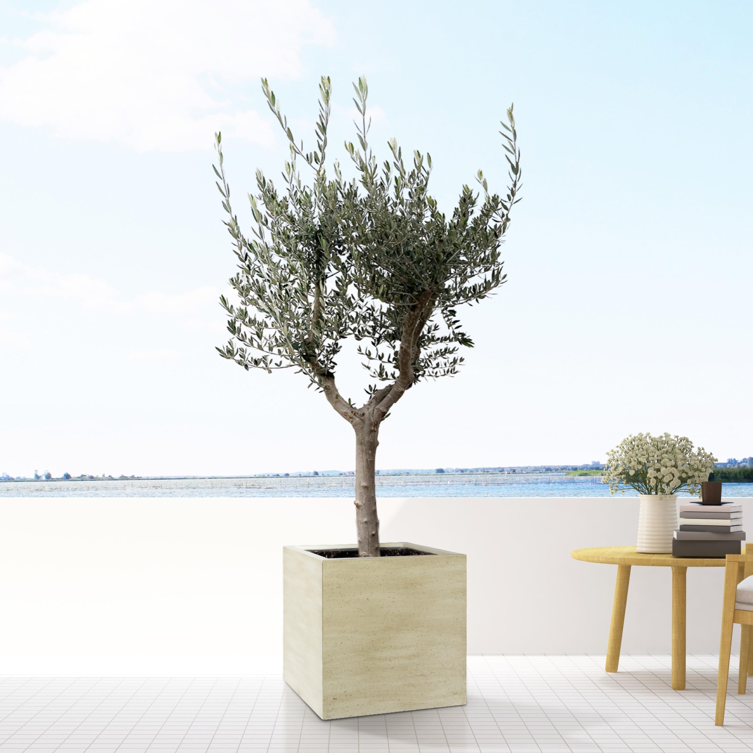 Block Beige Washed en pot  Hauteur 40cm. Plante verte type Block Beige Washed, livrée en pot, idéale pour intérieur lumineux. – Image 2
