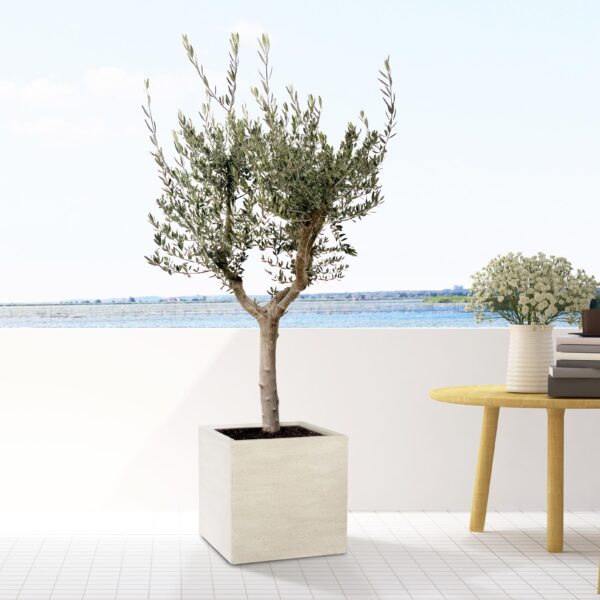 Block Beige Washed en pot  Hauteur 50cm. Plante verte type Block Beige Washed, livrée en pot, idéale pour intérieur lumineux. – Image 2
