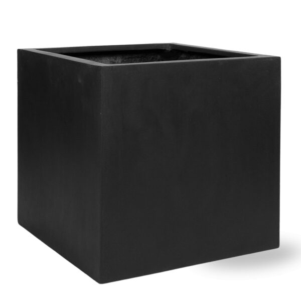 Block Black en pot  Hauteur 60cm. Plante verte type Block Black, livrée en pot, idéale pour intérieur lumineux.