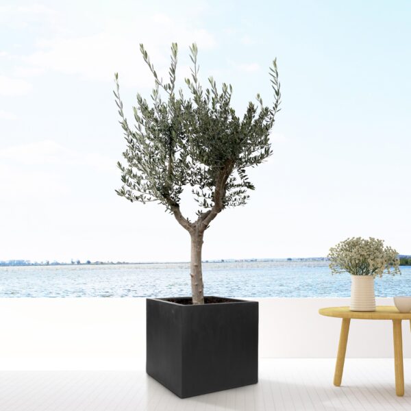 Block Black en pot  Hauteur 60cm. Plante verte type Block Black, livrée en pot, idéale pour intérieur lumineux. – Image 2
