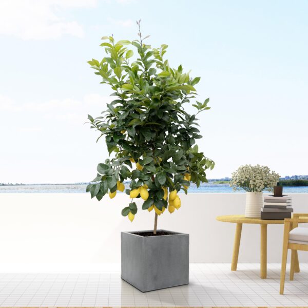 Block Grey en pot  Hauteur 40cm. Plante verte type Block Grey, livrée en pot, idéale pour intérieur lumineux. – Image 2