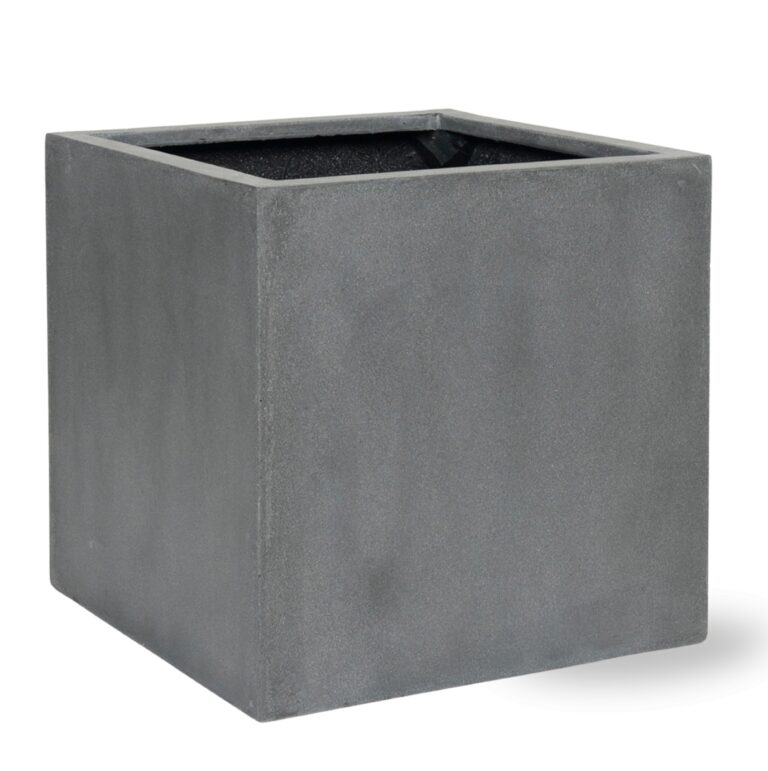 Block Grey en pot  Hauteur 50cm. Plante verte type Block Grey, livrée en pot, idéale pour intérieur lumineux.