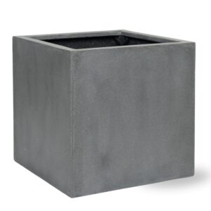 Block Grey en pot  Hauteur 60cm. Plante verte type Block Grey, livrée en pot, idéale pour intérieur lumineux.