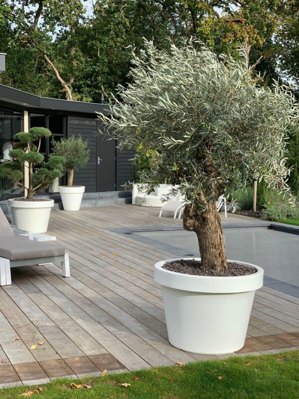 Lira Wit en pot  Hauteur 76cm. Plante verte type Lira Wit, livrée en pot, idéale pour intérieur lumineux. – Image 2