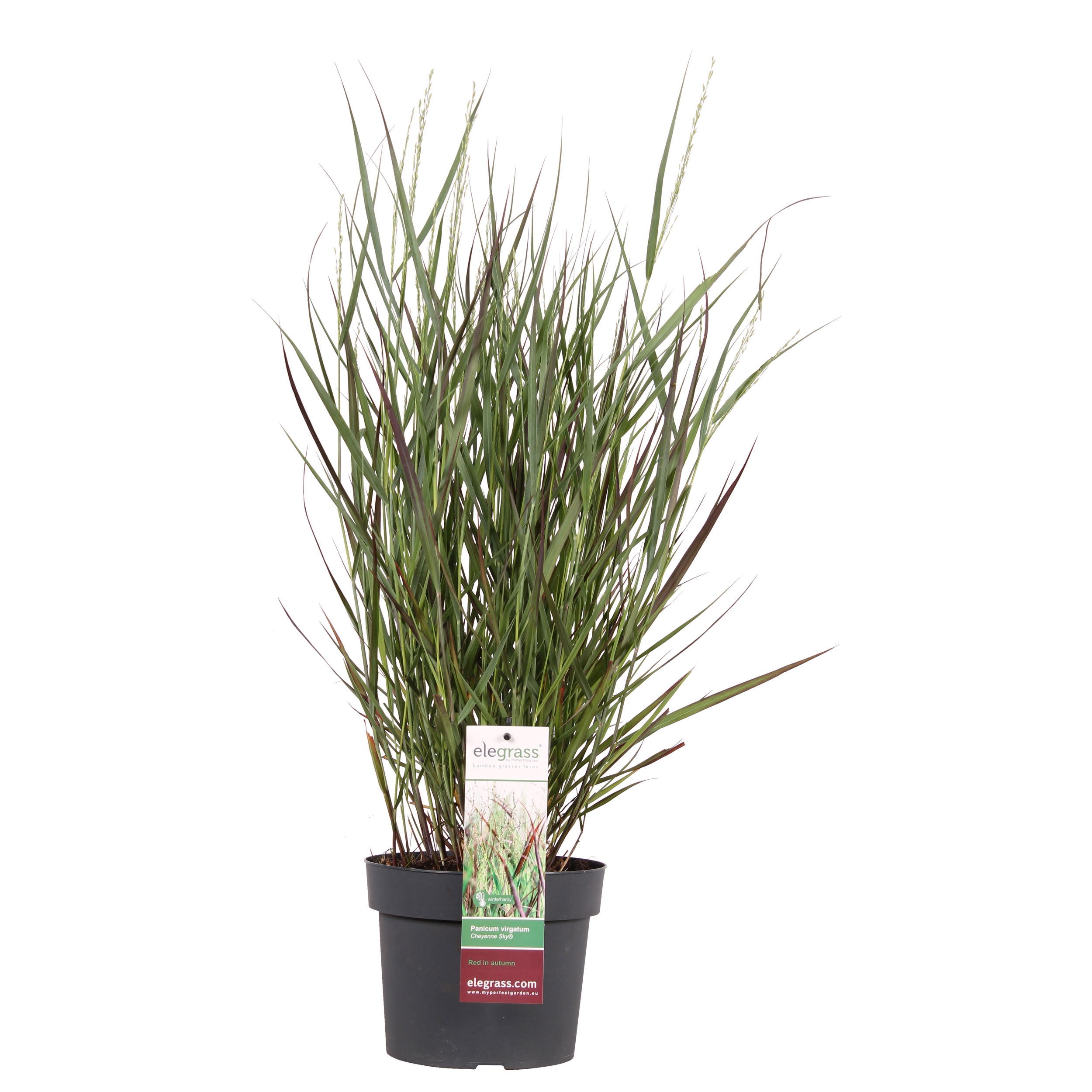 Panicum virgatum Cheyenne Sky en pot Ø23cm  Hauteur 60cm. Plante verte type Panicum virgatum Cheyenne Sky, livrée en pot, idéale pour intérieur lumineux.