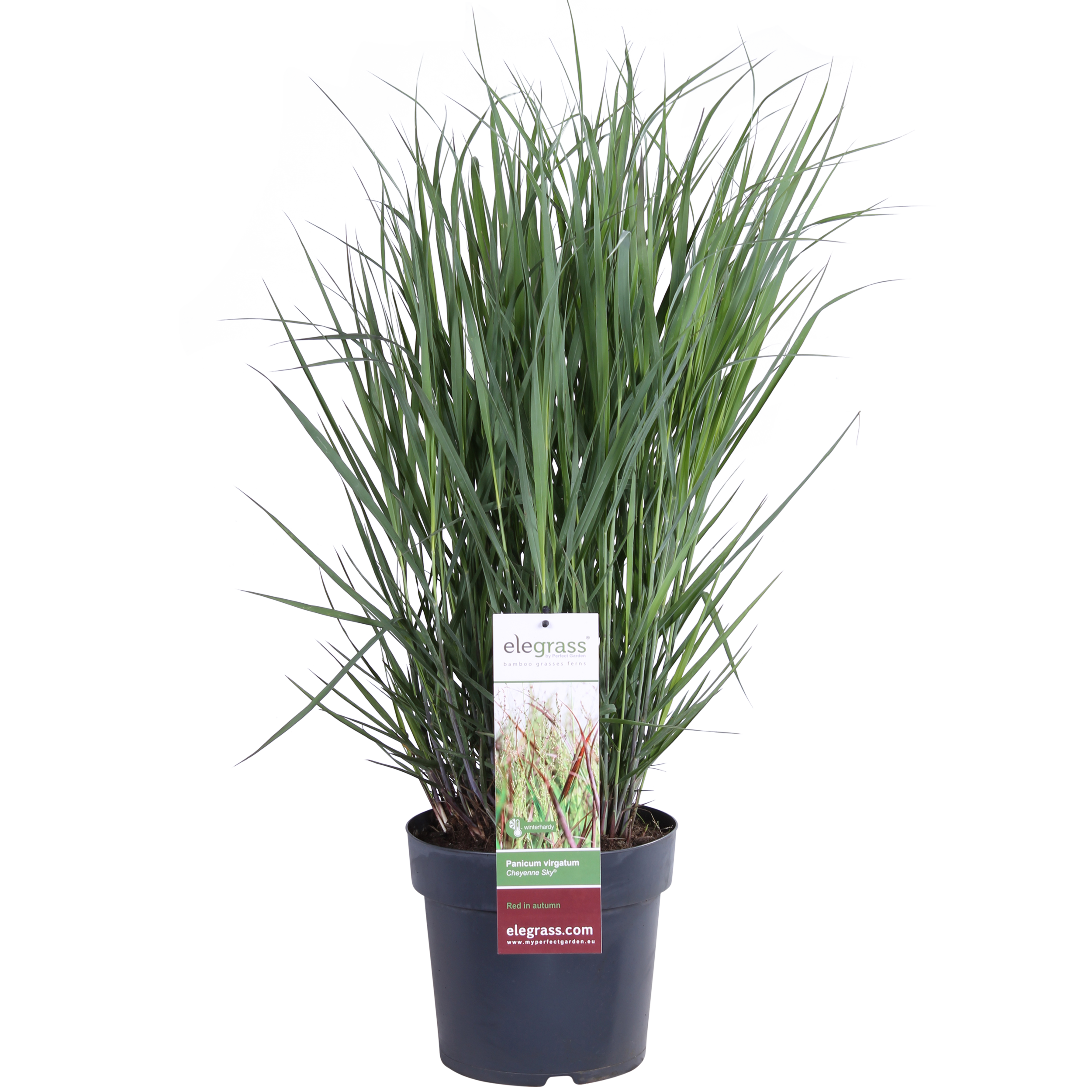 Panicum virgatum Cheyenne Sky en pot Ø23cm  Hauteur 60cm. Plante verte type Panicum virgatum Cheyenne Sky, livrée en pot, idéale pour intérieur lumineux.
