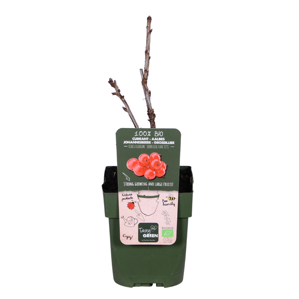 Ribes rubrum 'Jonkheer van Tets' en pot Ø13cm  Hauteur 45cm. Plante verte type Ribes rubrum 'Jonkheer van Tets', livrée en pot, idéale pour intérieur lumineux.