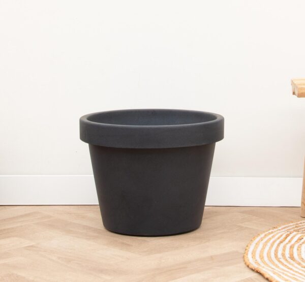 Lira Antraciet en pot  Hauteur 76cm. Plante verte type Lira Antraciet, livrée en pot, idéale pour intérieur lumineux. – Image 2