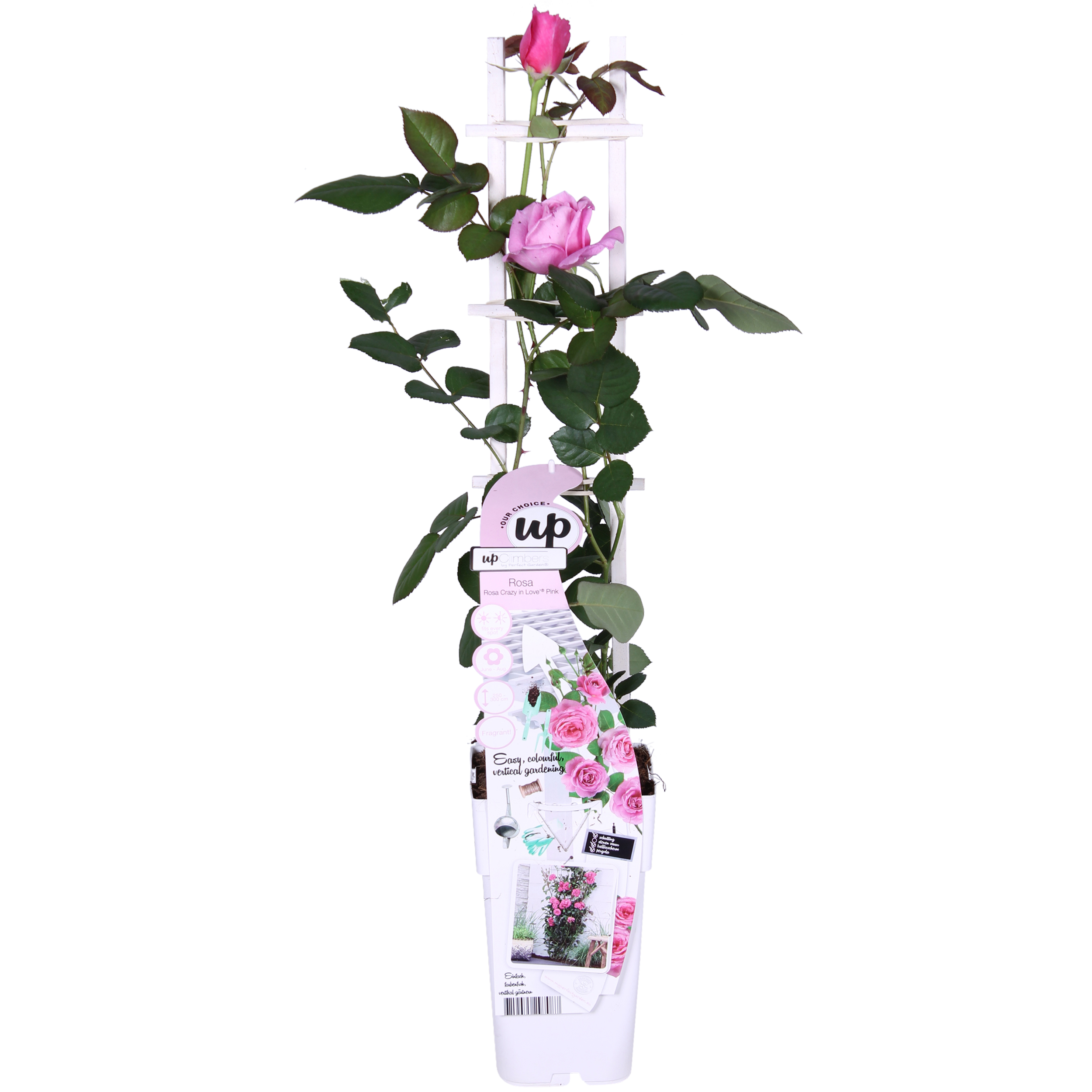 Rosa Crazy in love 'Pink' en pot Ø15cm  Hauteur 65cm. Plante verte type Rosa Crazy in love 'Pink', livrée en pot, idéale pour intérieur lumineux. – Image 2