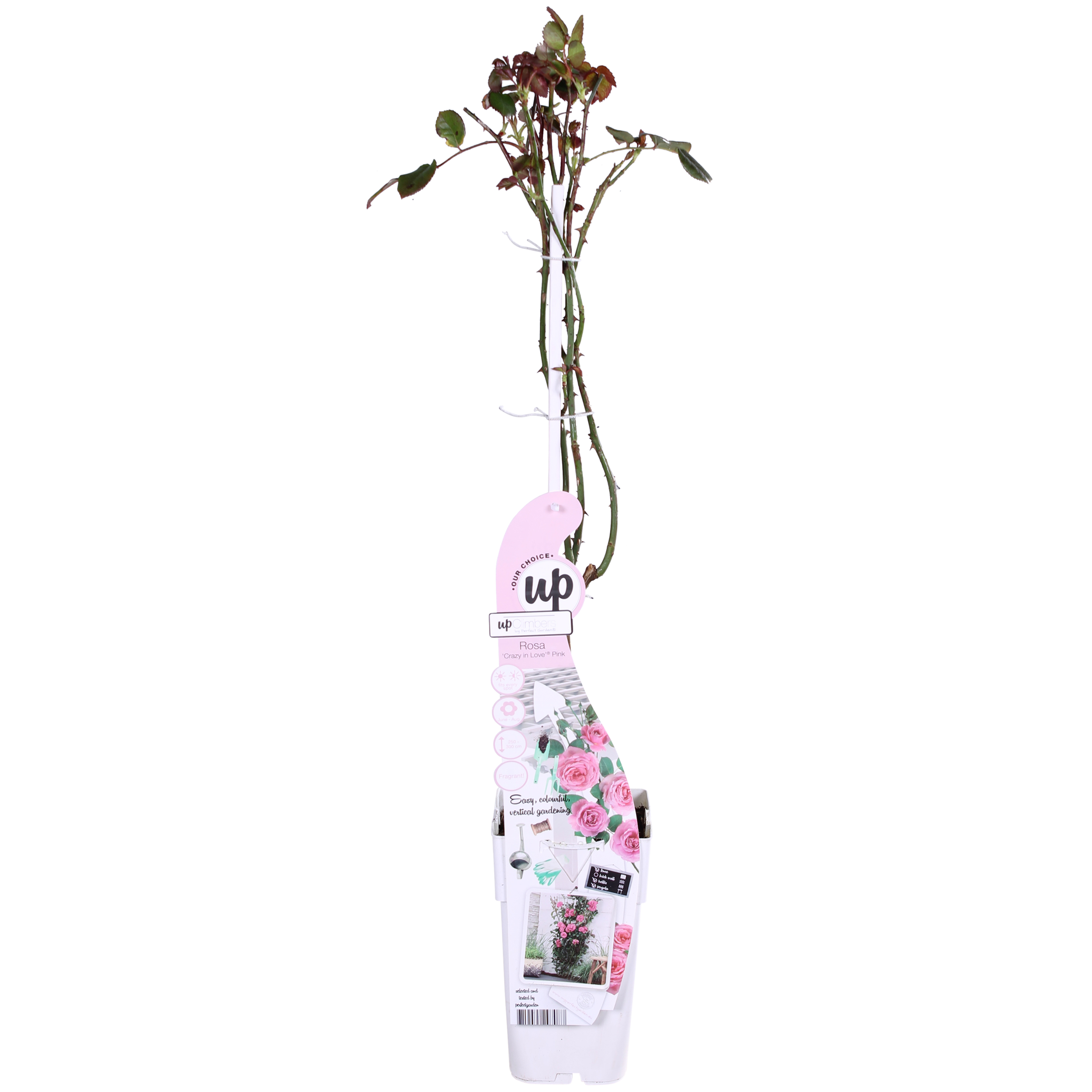 Rosa Crazy in love 'Pink' en pot Ø15cm  Hauteur 65cm. Plante verte type Rosa Crazy in love 'Pink', livrée en pot, idéale pour intérieur lumineux. – Image 8