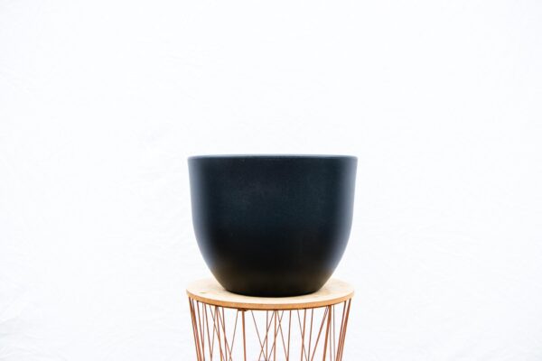 Pot Eggy Antraciet en pot  Hauteur 43cm. Plante verte type Pot Eggy Antraciet, livrée en pot, idéale pour intérieur lumineux. – Image 3