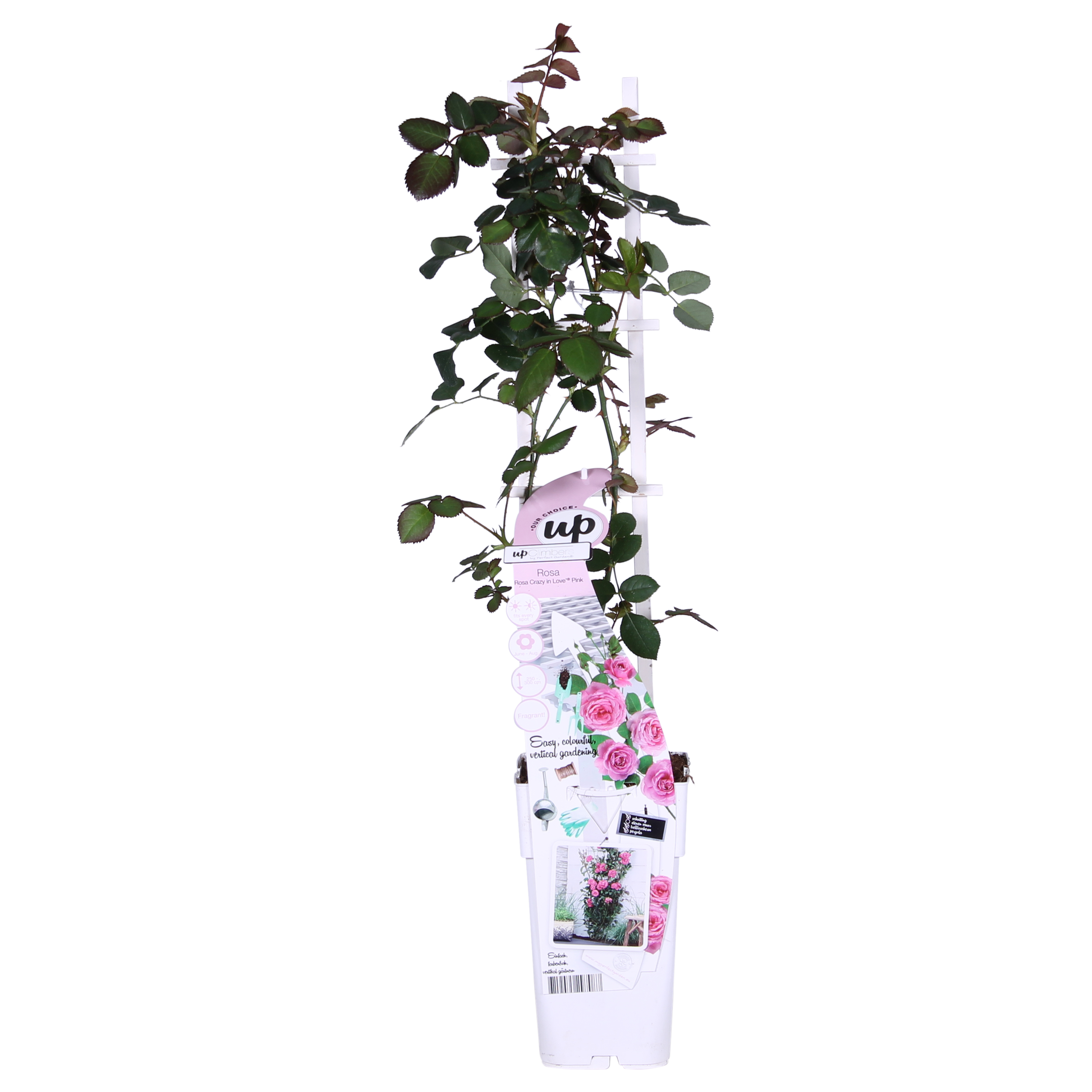 Rosa Crazy in love 'Pink' en pot Ø15cm  Hauteur 65cm. Plante verte type Rosa Crazy in love 'Pink', livrée en pot, idéale pour intérieur lumineux. – Image 9