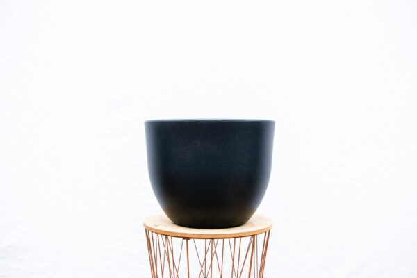 Pot Eggy Antraciet en pot  Hauteur 61cm. Plante verte type Pot Eggy Antraciet, livrée en pot, idéale pour intérieur lumineux. – Image 3