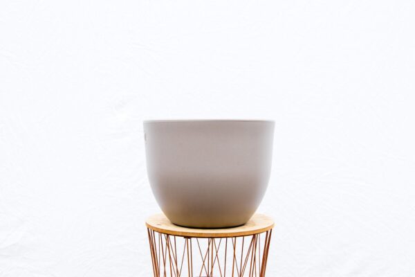 Pot Eggy Taupé en pot  Hauteur 43cm. Plante verte type Pot Eggy Taupé, livrée en pot, idéale pour intérieur lumineux. – Image 3