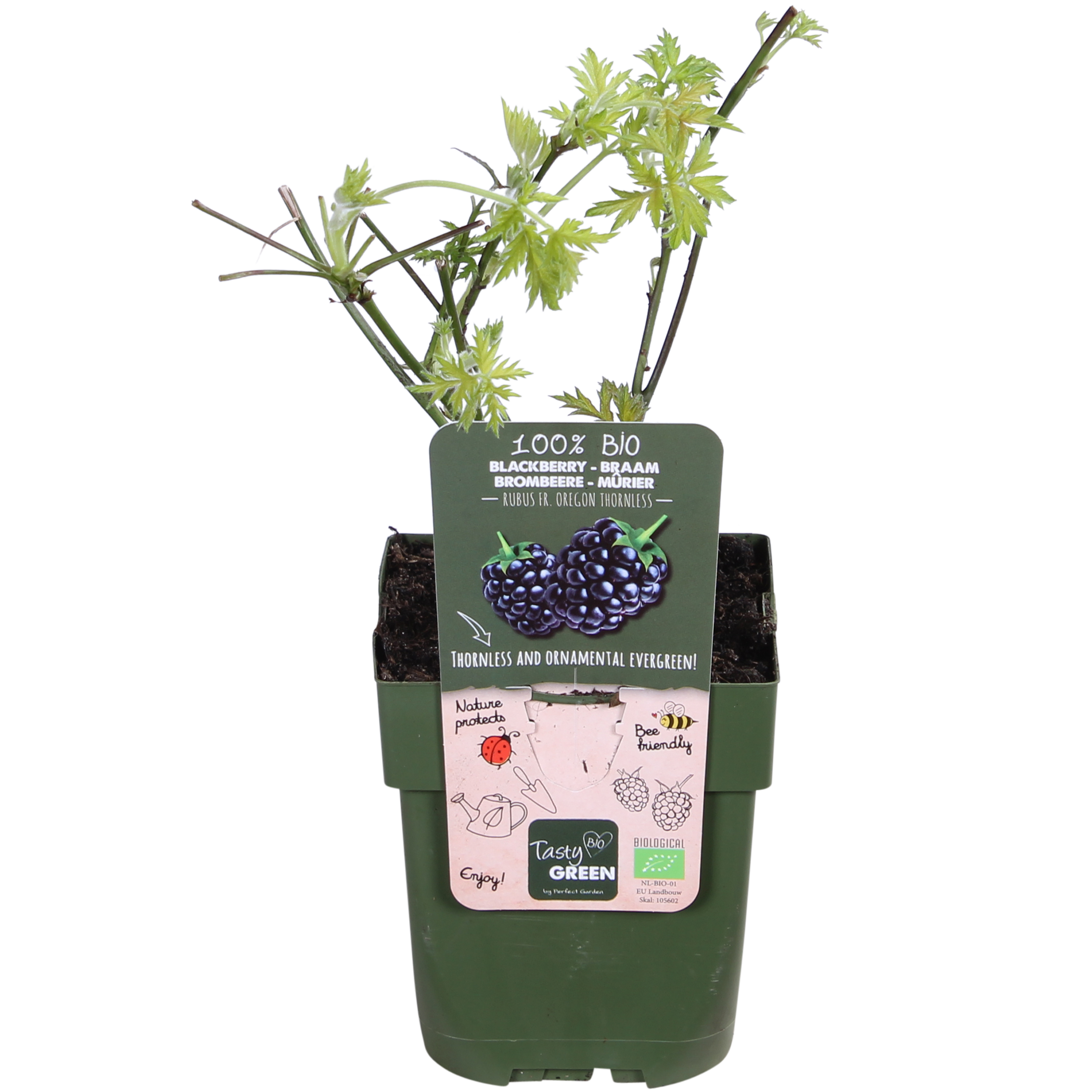 Rubus fruticosus 'Thornless Evergreen' en pot Ø13cm  Hauteur 45cm. Plante verte type Rubus fruticosus 'Thornless Evergreen', livrée en pot, idéale pour intérieur lumineux.