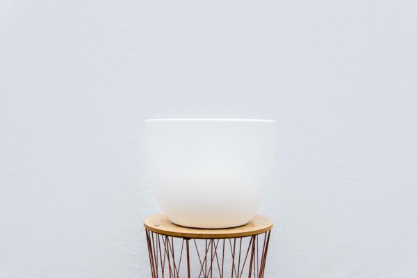 Pot Eggy Wit en pot  Hauteur 43cm. Plante verte type Pot Eggy Wit, livrée en pot, idéale pour intérieur lumineux. – Image 3