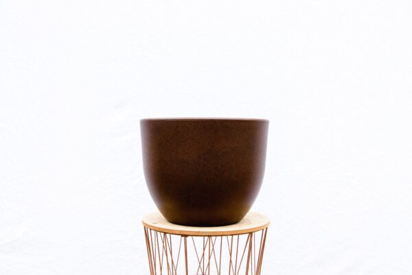 Pot Eggy Bronze en pot  Hauteur 51cm. Plante verte type Pot Eggy Bronze, livrée en pot, idéale pour intérieur lumineux. – Image 3
