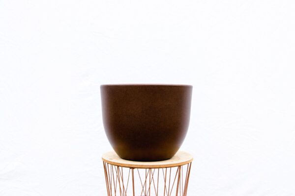 Pot Eggy Bronze en pot  Hauteur 61cm. Plante verte type Pot Eggy Bronze, livrée en pot, idéale pour intérieur lumineux. – Image 3