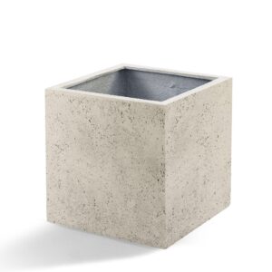 Pot Grigio Cube Antique White en pot  Hauteur 50cm. Plante verte type Pot Grigio Cube Antique White, livrée en pot, idéale pour intérieur lumineux.