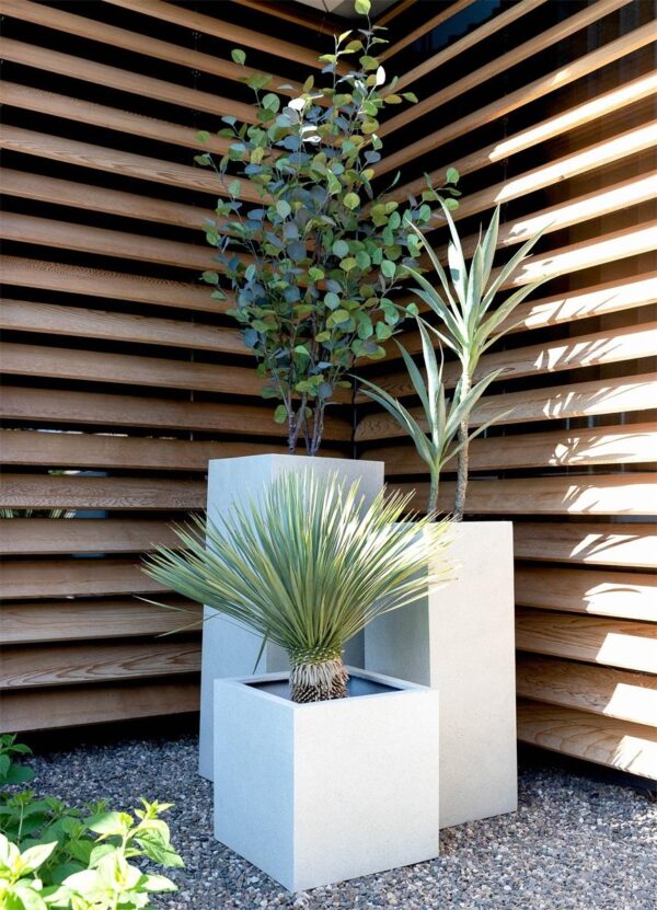 Pot Grigio Cube Antique White en pot  Hauteur 50cm. Plante verte type Pot Grigio Cube Antique White, livrée en pot, idéale pour intérieur lumineux. – Image 2