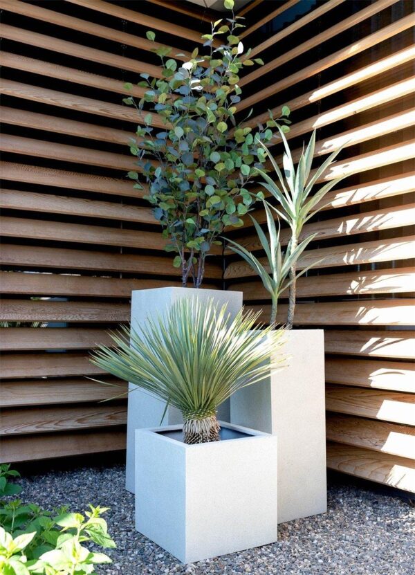 Pot Grigio Cube Antique White en pot  Hauteur 60cm. Plante verte type Pot Grigio Cube Antique White, livrée en pot, idéale pour intérieur lumineux. – Image 2