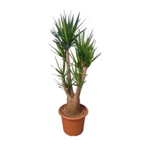 Yucca Elephantipes vertakt en pot Ø55cm. Plante verte type Yucca Elephantipes vertakt, livrée en pot, idéale pour intérieur lumineux.